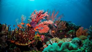 Изкуствен интелект може да проследява здравословното състояние на кораловите рифове