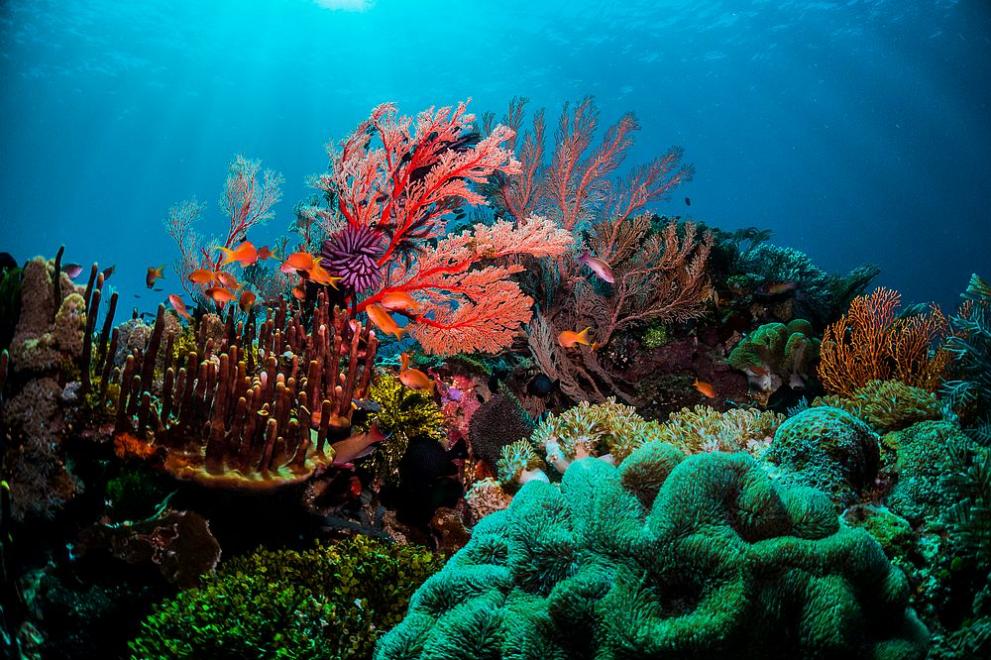 Изкуствен интелект може да проследява здравословното състояние на кораловите рифове,