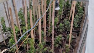 домашна оранжерия Пловдив