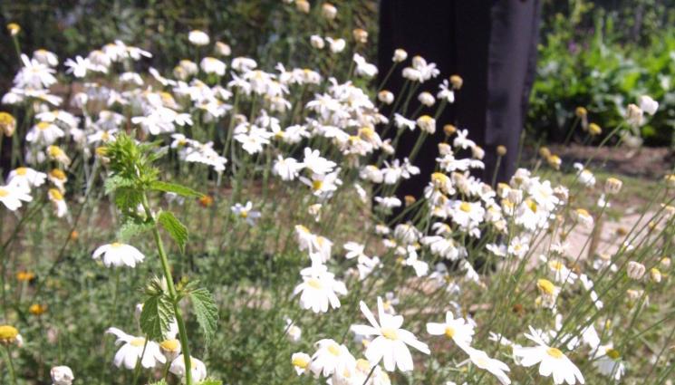 Биоритъм - АПТЕКА ОТ ПРИРОДАТА: 2000 билки на война с болестите