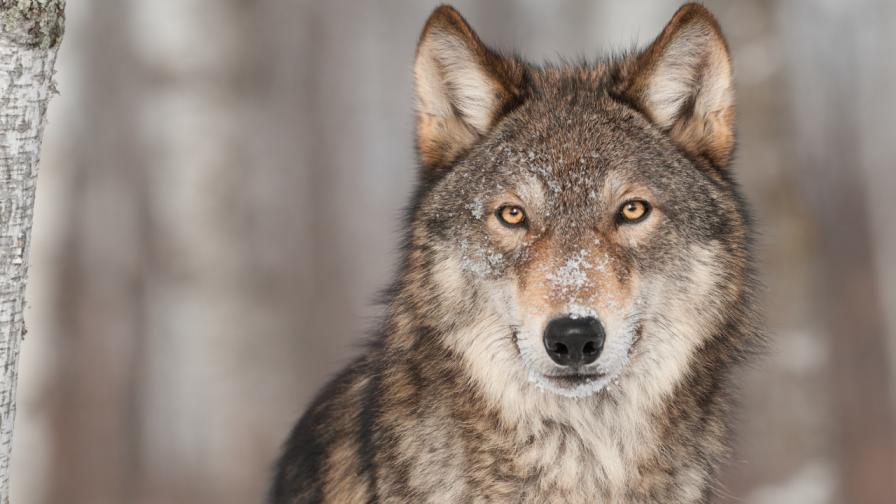 Заловиха избягалия от зоопарк вълк в Хасково