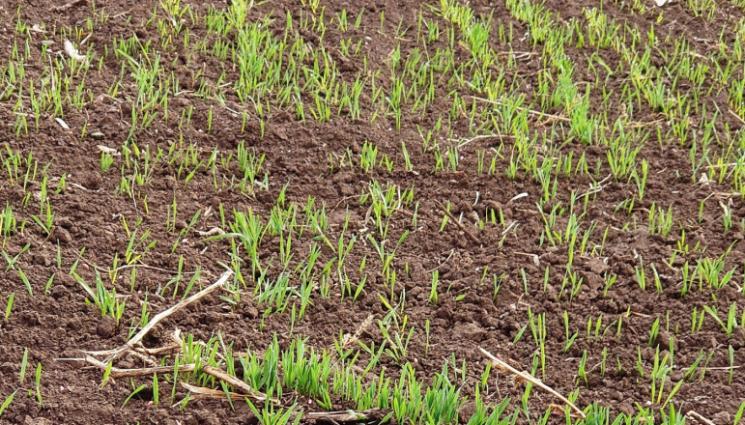 Агро - Агро Телеграф: Времето рязко застудява