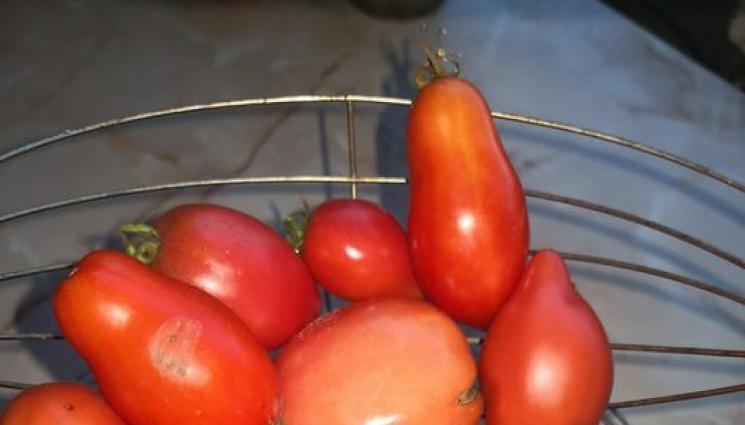 Агро - Агро Телеграф: Чушките държим в кашон на терасата