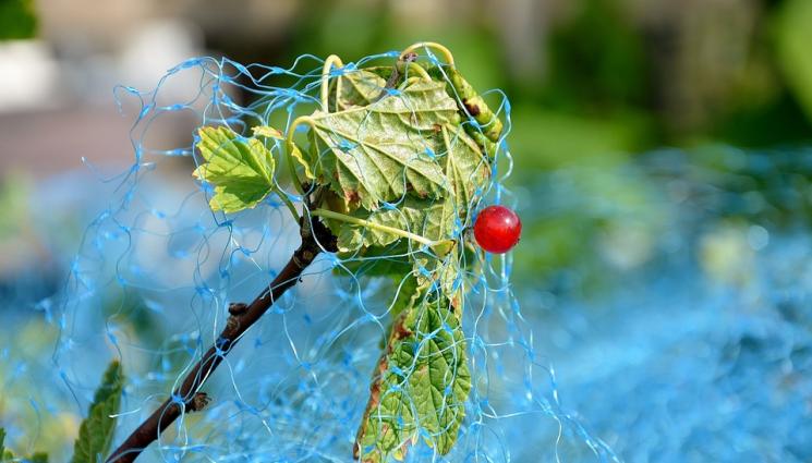 Агро - Агро Телеграф: Увийте овошките с картон срещу гризачи