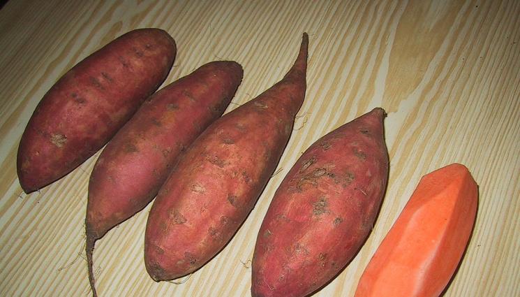 Агро - Агро Телеграф: Бататите се съхраняват в щайги и чували