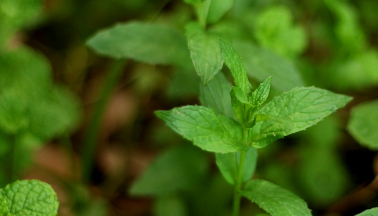 Агро - Агро Телеграф: Ментата има нужда от 4 часа слънчева светлина