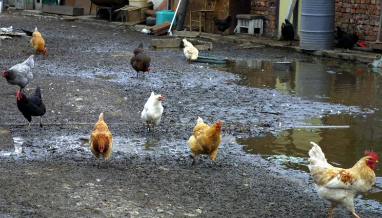 Агро - Агро Телеграф: Птичият грип се завърна