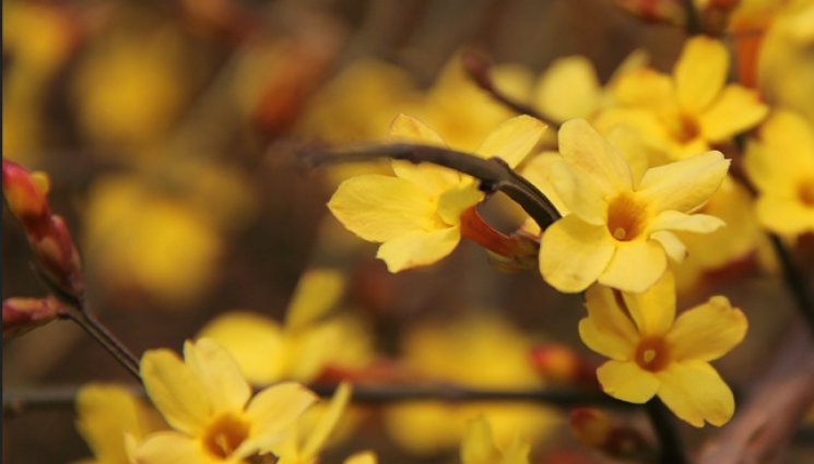Агро - Агро Телеграф: Зимният жасмин цъфти от декември
