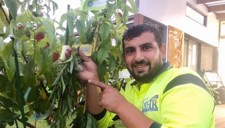Агро - Агро Телеграф: Иракчанин отгледа 10 различни плодове на едно дърво
