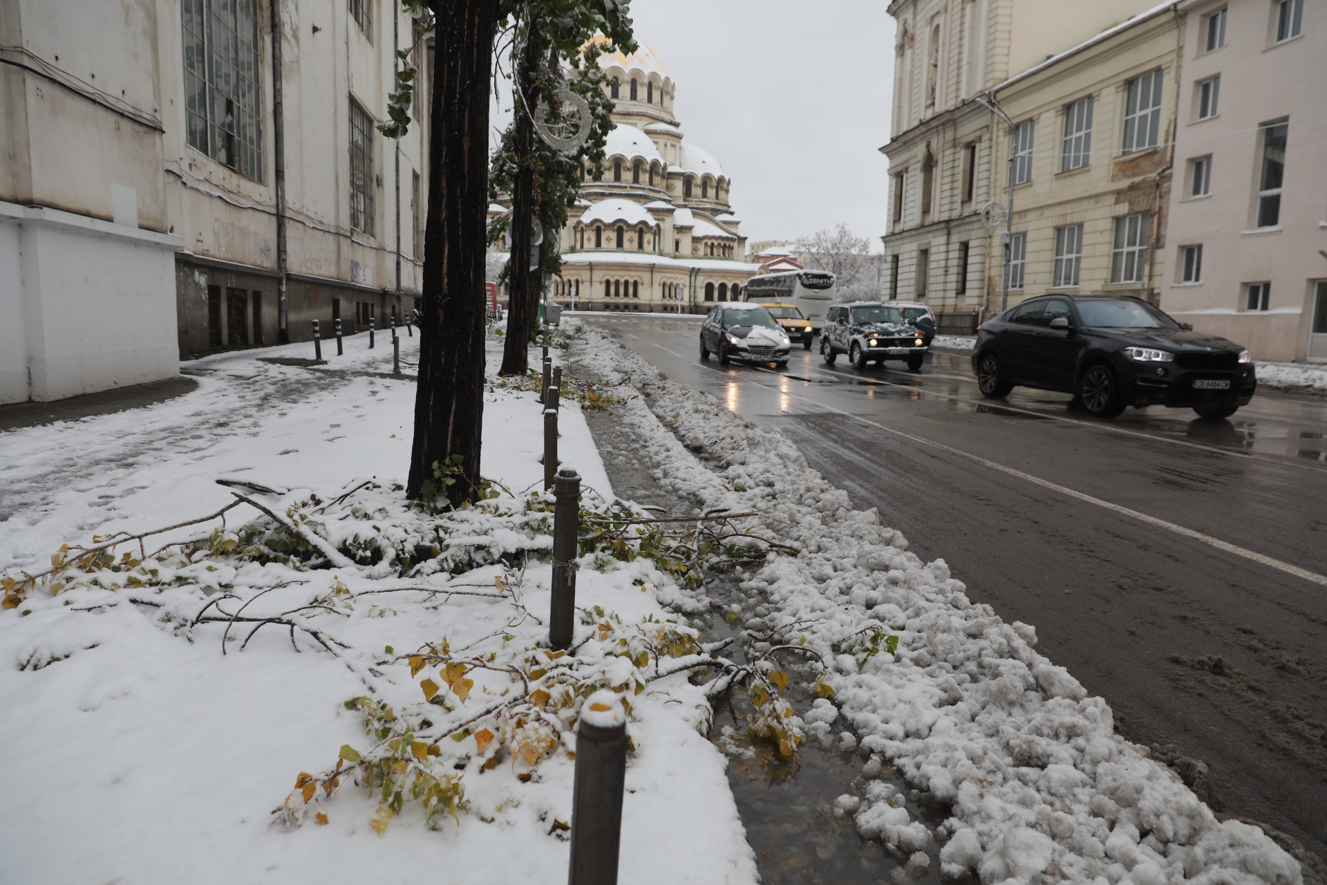 <p>Дърво падна в Докторската градина в София</p>