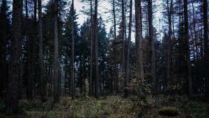 дървета