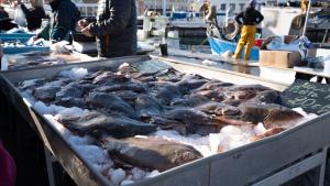 Доволни сме от риболова в Черно море тази година защото