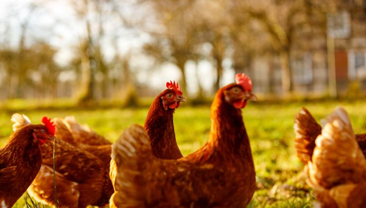 Кокошки - Евтаназират близо 40 000 кокошки в Хасковско