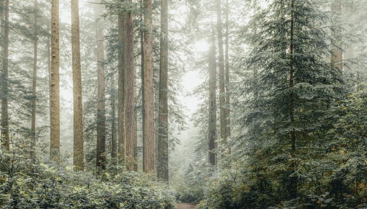 зима - Само сняг няма да вали в неделя: Прогнозират облаци, дъжд и слънце