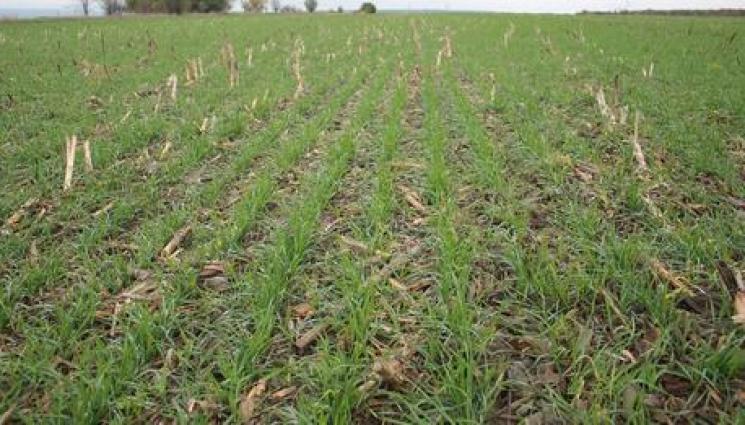 Агро - Агро Телеграф: Пшеницата в Дунавската равнина брати