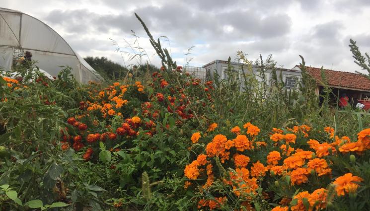 Агро - Агро Телеграф: Доматите обичат моркови и магданоз