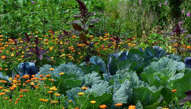 Агро - Агро Телеграф: Форма на подкова заема най-малка площ