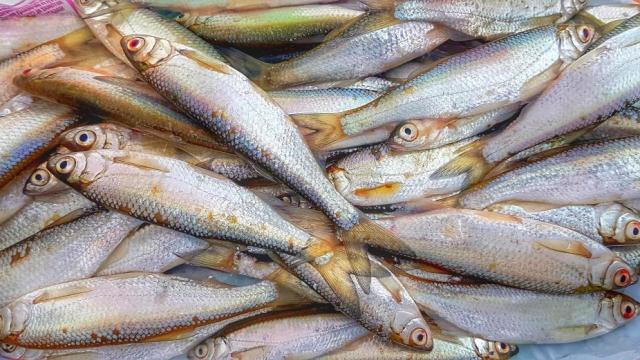 Назоваха трите най-полезни вида риба