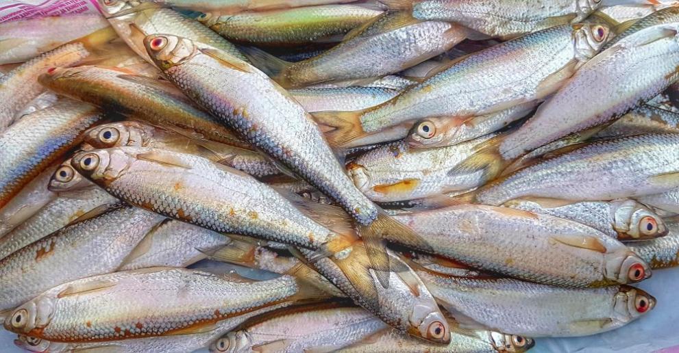 Назоваха трите най-полезни вида риба - Любопитно - DarikNews.bg