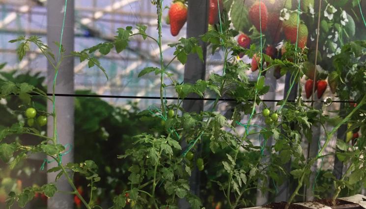 Агро - Агро Телеграф: Отглеждат люти чушки в кокосови стърготини и торф