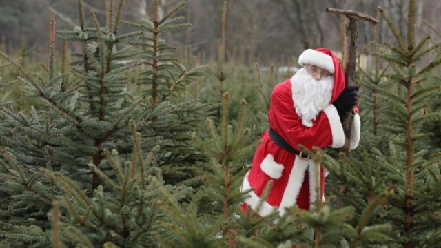 Истинска елха у дома: Как да я запазим свежа за по-дълго (ВИДЕО)