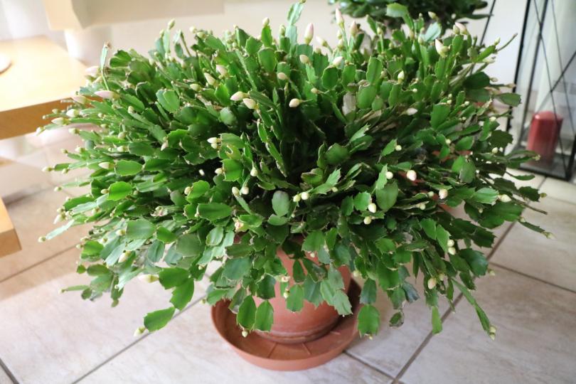 <p><strong>Коледниче </strong></p>

<p>Коледният кактус, както още е известен, е изключително лесно за отглеждане растение. Кактусът цъфти през студените месеци в различни цветове, които допринасят за допълнителен цвят и коледно настроение в дома ни.</p>
