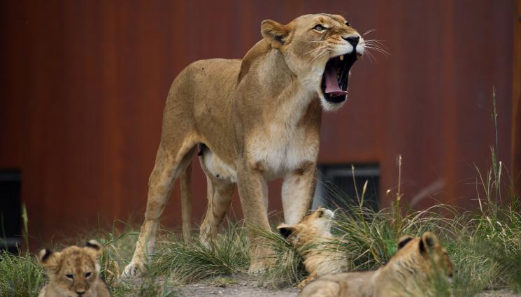 Астро - АСТРО: Лъвът се готви за скок, търпението помага на Козирога