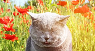 cat allergy