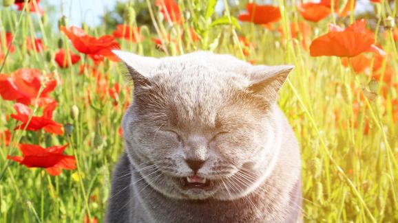 Страда ли котката ми от алергия?