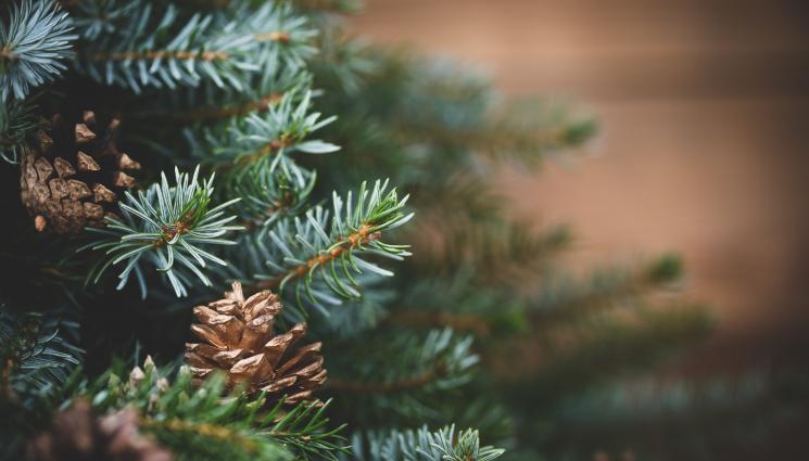 елха - Дни след като освети НДК, елхата в София изгасна (СНИМКА)