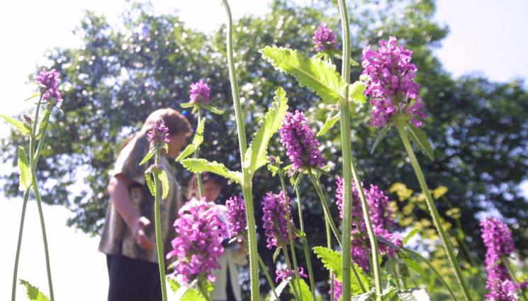 Биоритъм - БИОРИТЪМ: Копър и маточина успокояват нервите