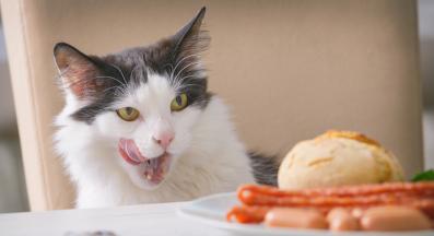 Котка краде човешка храна