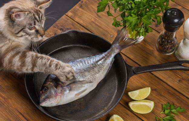 котка краде риба