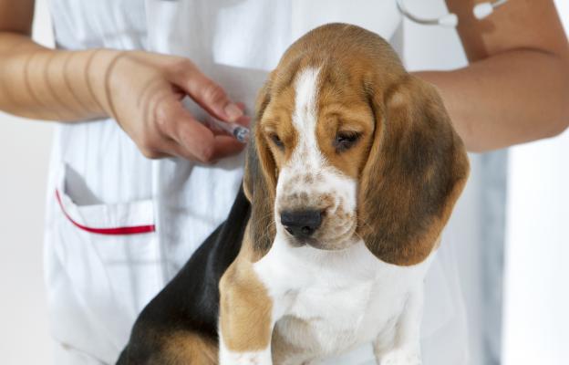 ваксинация на куче