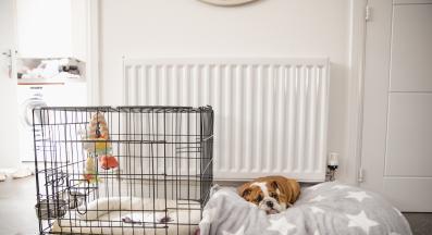 английски булдог