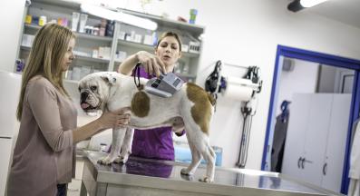 микрочип куче