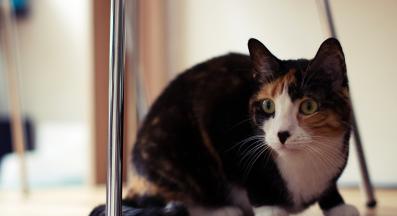 уплашена котка