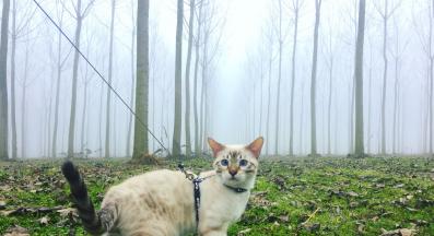 котка на каишка