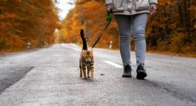 белгалска котка на каишка