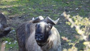 такин тревопасно животно