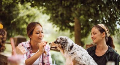 куче на масата