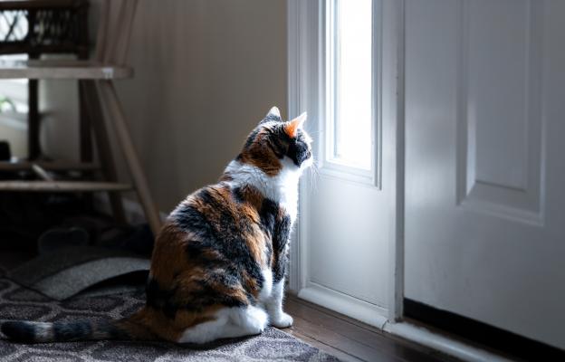 котка гледа през прозореца