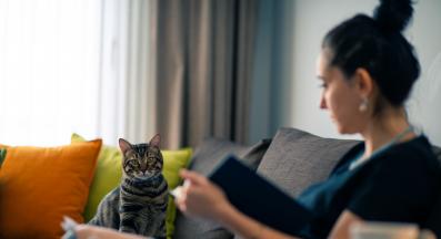 котка и човек