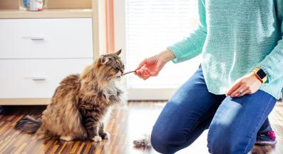 жена храни коте