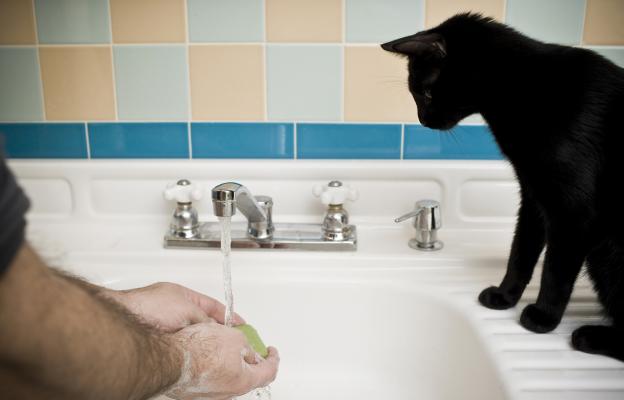 котка и човек в баня 2