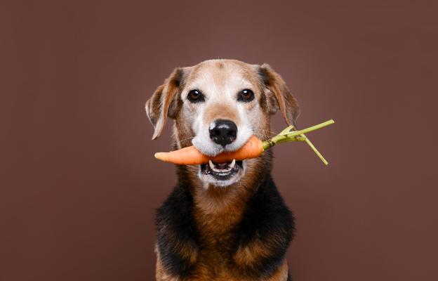 куче с морков
