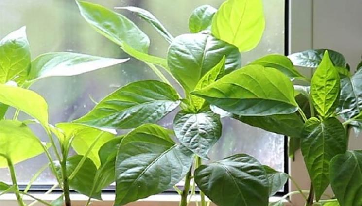 Агро - Агро Телеграф: През декември залагаме пиперките