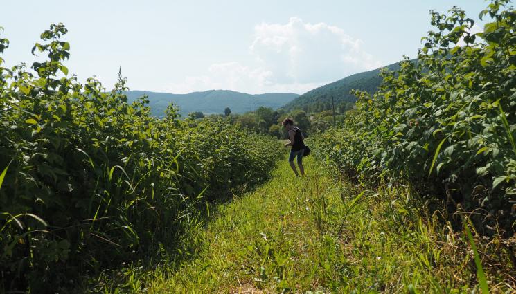 Агро - Агро Телеграф: Садим малини и през зимата