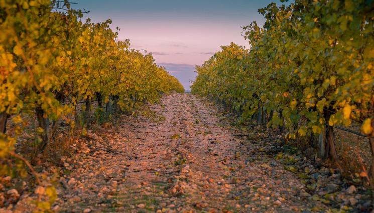 Агро - Агро Телеграф: Загрибването спасява лозята в студа