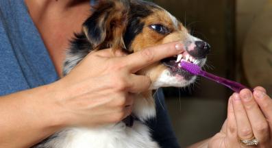 миене на зъби на куче